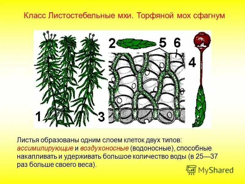 Мох сфагнум строение листа. Сфагнум строение рисунок. мох сфагнум строение рисунок. белый мох сфагнум строение. сфагнум белый строение.