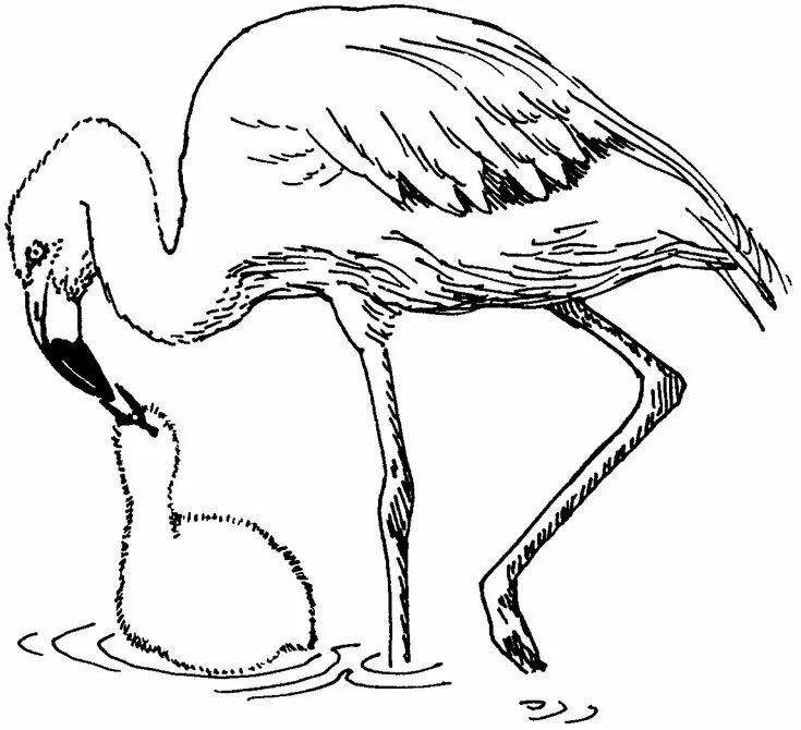 Flamingo clip art free clipart images Flamingo coloring page, Coloring pages, Fl