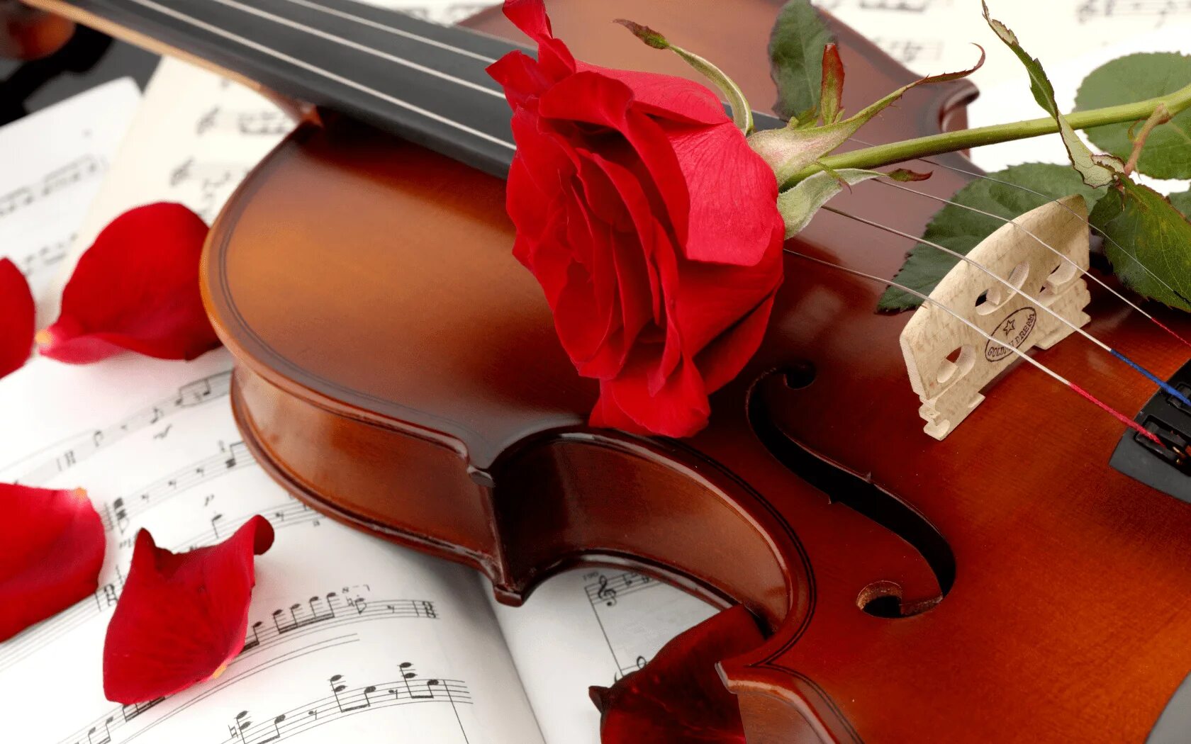 Скрипка играет стихи. Музыкальные картинки. Цветы для музыканта. Музыкальные инструменты и цветы.