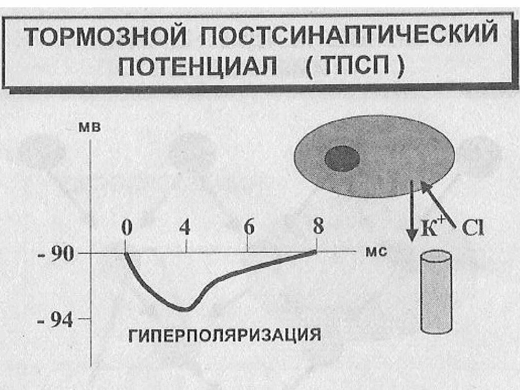Впсп это. Тормозной постсинаптический потенциал. тпсп физиология. схема впсп и тпсп. возбуждающий постсинаптический потенциал схема.