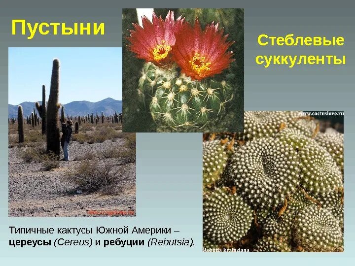 Приспособление кактусов к обитанию