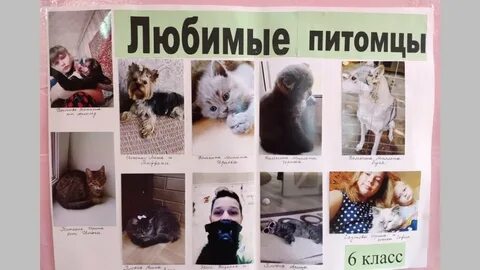Фотовыставка мой любимый питомец