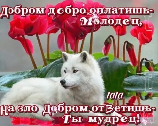 Добрых чаще предают
