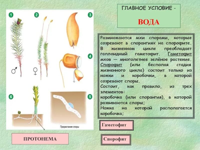 Органы гаметофита. Спорофит мха гаметофит мха. Размножение зеленого мха. Строение гаметофита мха. Спорофит и гаметофит у мхов.