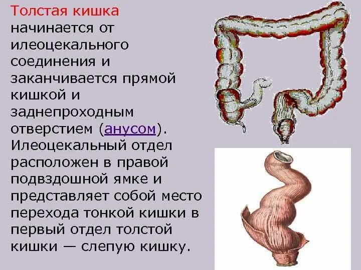 Отделы Толстого кишечника животных. Илеоцекальный отдел толстой кишки. Толстая кишка начинается