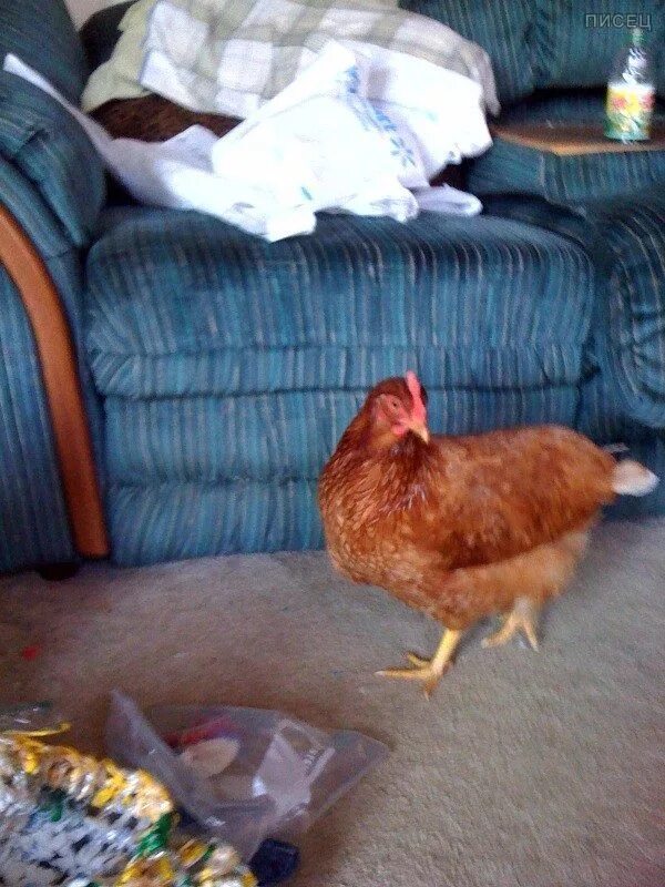 Курица живет дома. Живая курица в квартире. Петушки в курятнике. Курочки. Домашняя курица живая.
