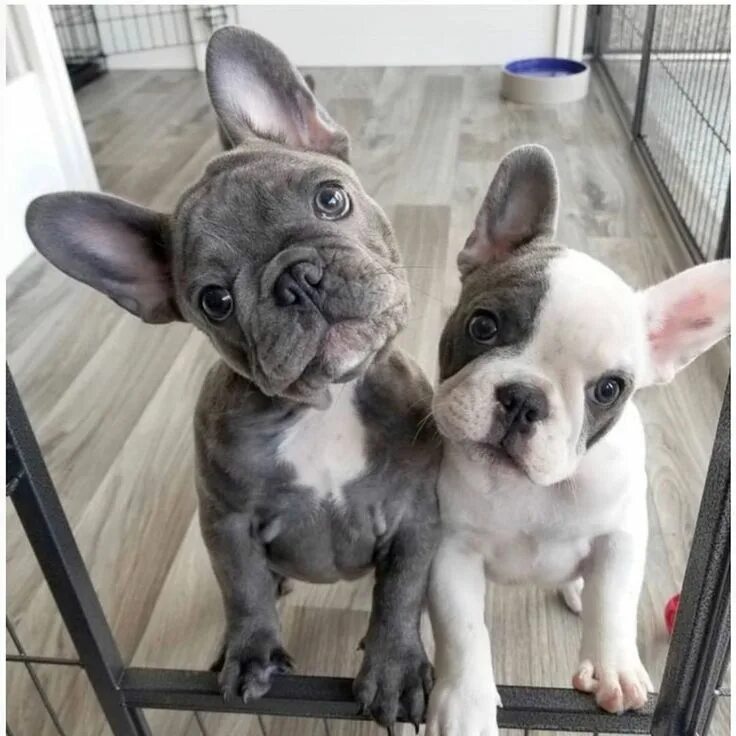 Please help find ! Lost French bulldog, kind, sociable. He ran off the leash aft