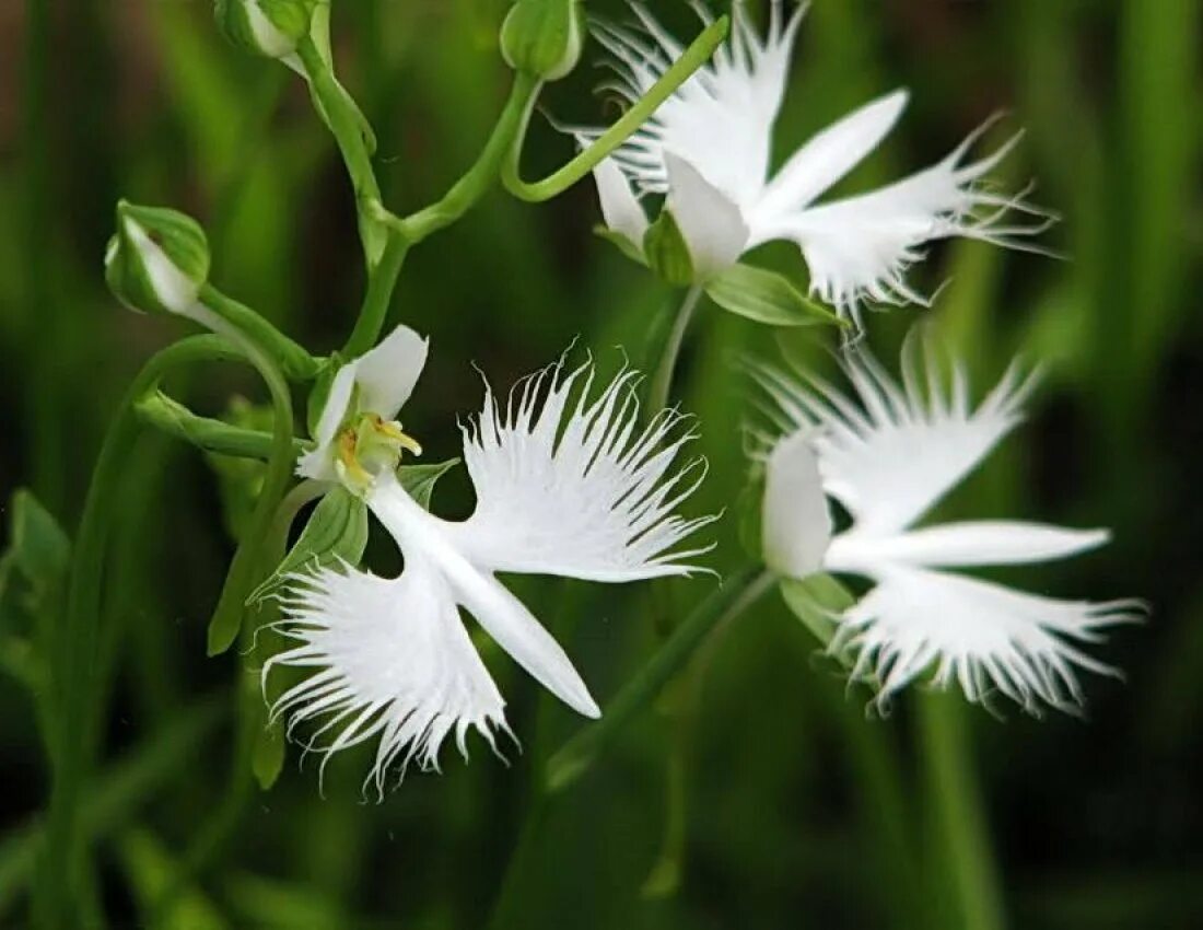 Цветок похожий на птицу. Habenaria radiata. Crotalaria cunninghamii цветок. Экзотические цветы похожие на птиц. Цветок похожий на птицу.