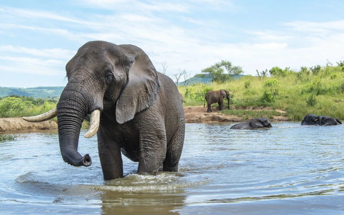 Elephant river. Слоны. Слоненок. Слон купается. Слон картинка.