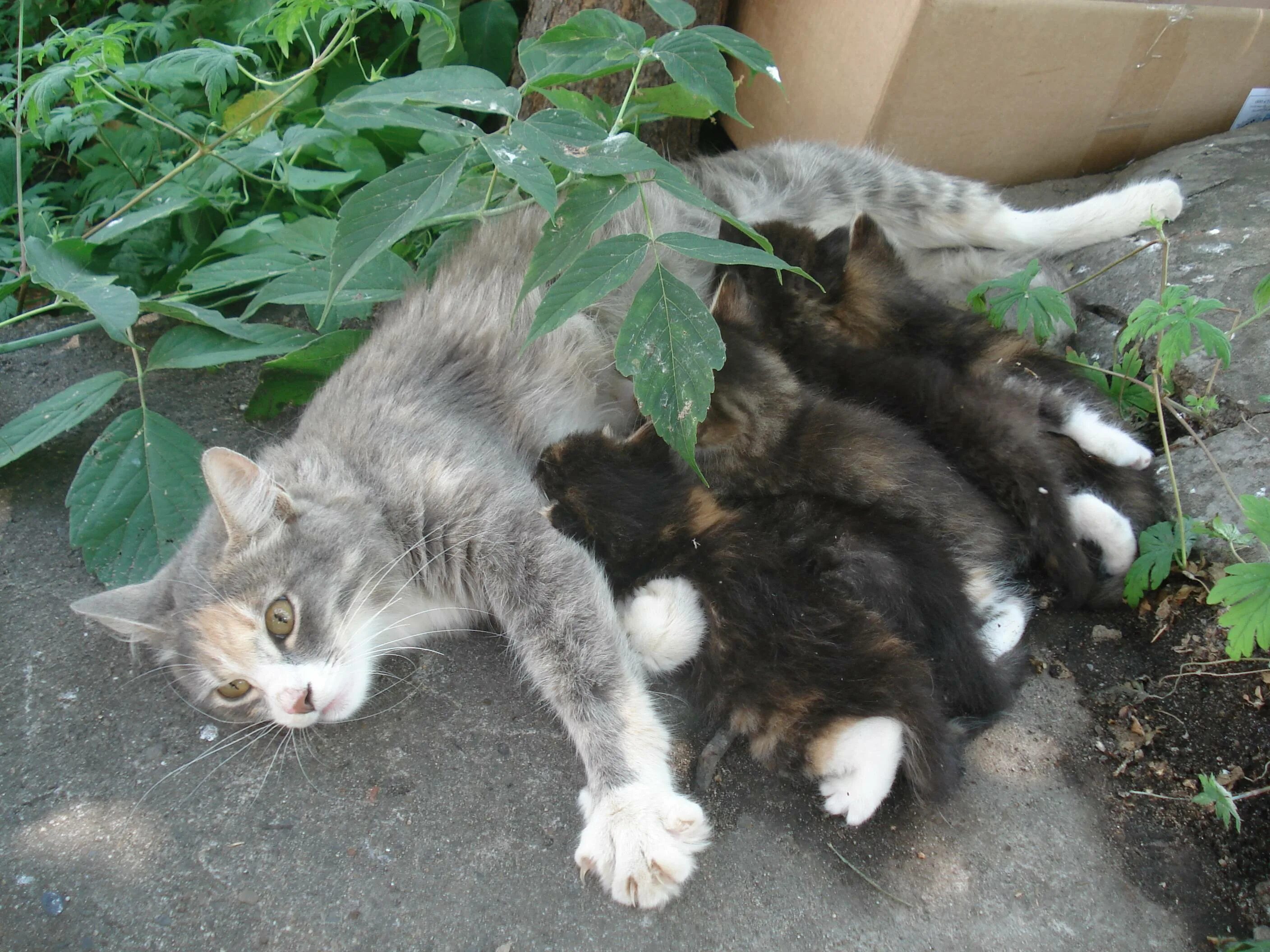 Сколько кошка кормит молоком. Кошка выкармливает котят. Бездомные коты. Кошка с новорожденными котятами. Бездомная кошка с новорожденными котятами.