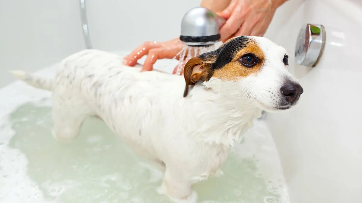 Dog bathing