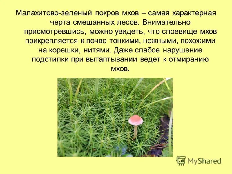 Спорофит моховидных. Мохообразные прикрепляются к субстрату. Ризоиды печёночник маршанция. Ризоиды у мхов. Мохообразные прикрепляются к субстрату.