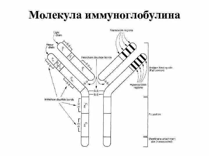 Схема иммуноглобулина. Схема молекулы иммуноглобулина g микробиология. Схема молекулы иммуноглобулина g (IGG). Схема молекулы иммуноглобулина g функциональные ФРАГМЕНТЫ. Молекулярная структура иммуноглобулинов.