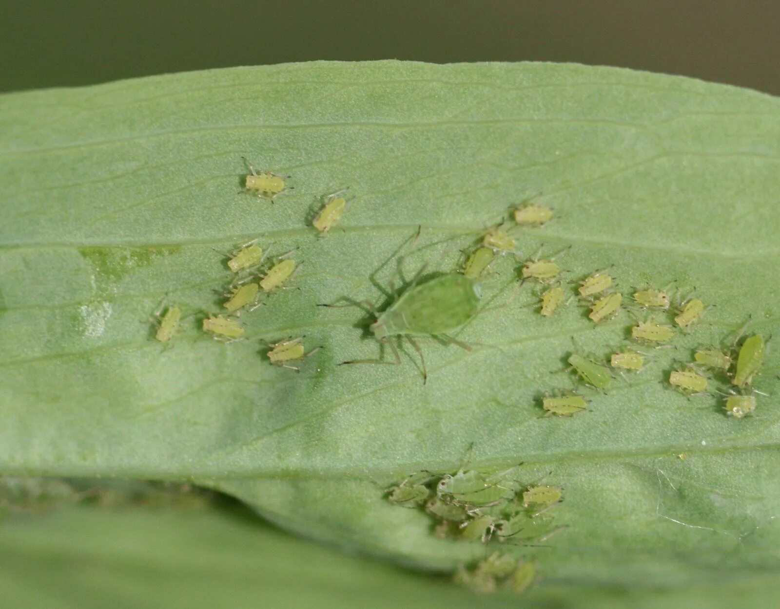 Человек тля. Тля жук. личинки тли. мохнатая тля woolly aphids. гелихризовая тля.