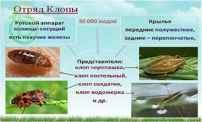 Развитие с полным превращением клоп солдатик. Отряд полужесткокрылые крылья. отряд полужесткокрылые представители. клопы представители отряда. клоп солдатик с полным превращением.