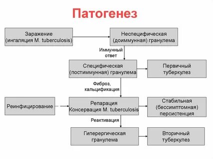 Туберкулез иммунный ответ