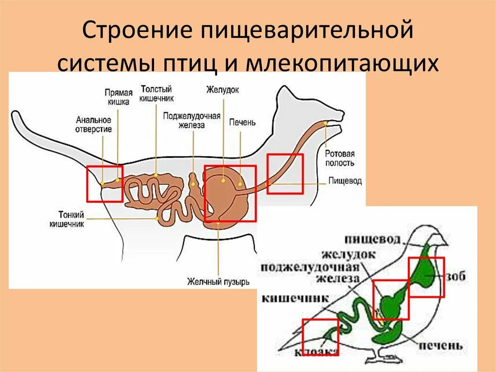 Система строения млекопитающих. Строение пищеварительной системы птиц и млекопитающих. структура пищеварительной системы млекопитающих. пищеварительная система млекопитающих 8 класс. пищеварительная система птиц отличие от млекопитающих.