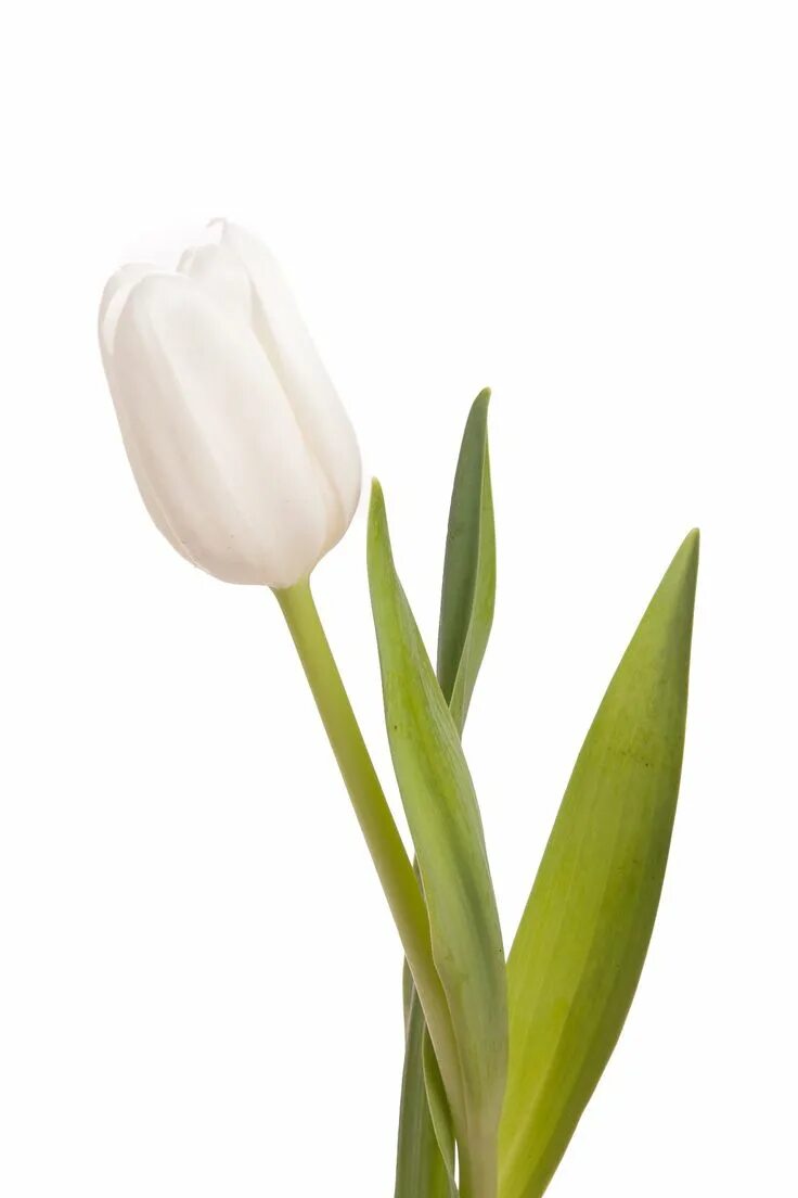 White tulip. White tulip