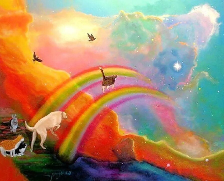 Кот в раю. Животные на радуге. кошка на радуге. кот с радугой. собака на радуге.