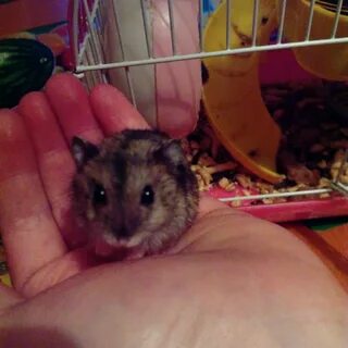 Сколько стоят хомяки маленькие