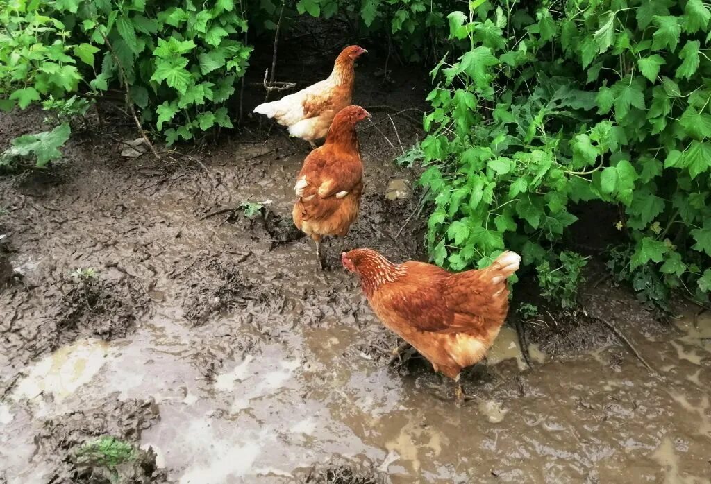 Вода курам несушкам. Куры несушки и вода. Курица в воде. Курочке воды напиться. Цыпленок в воде.