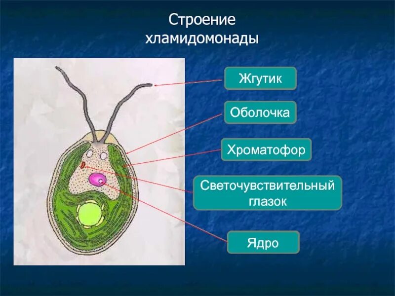 Глазок водоросли. Хламида Монада строение. Строение водоросли хламидомонады. Светочувствительный глазок у хламидомонады. Строение клетки Chlamydomonas.