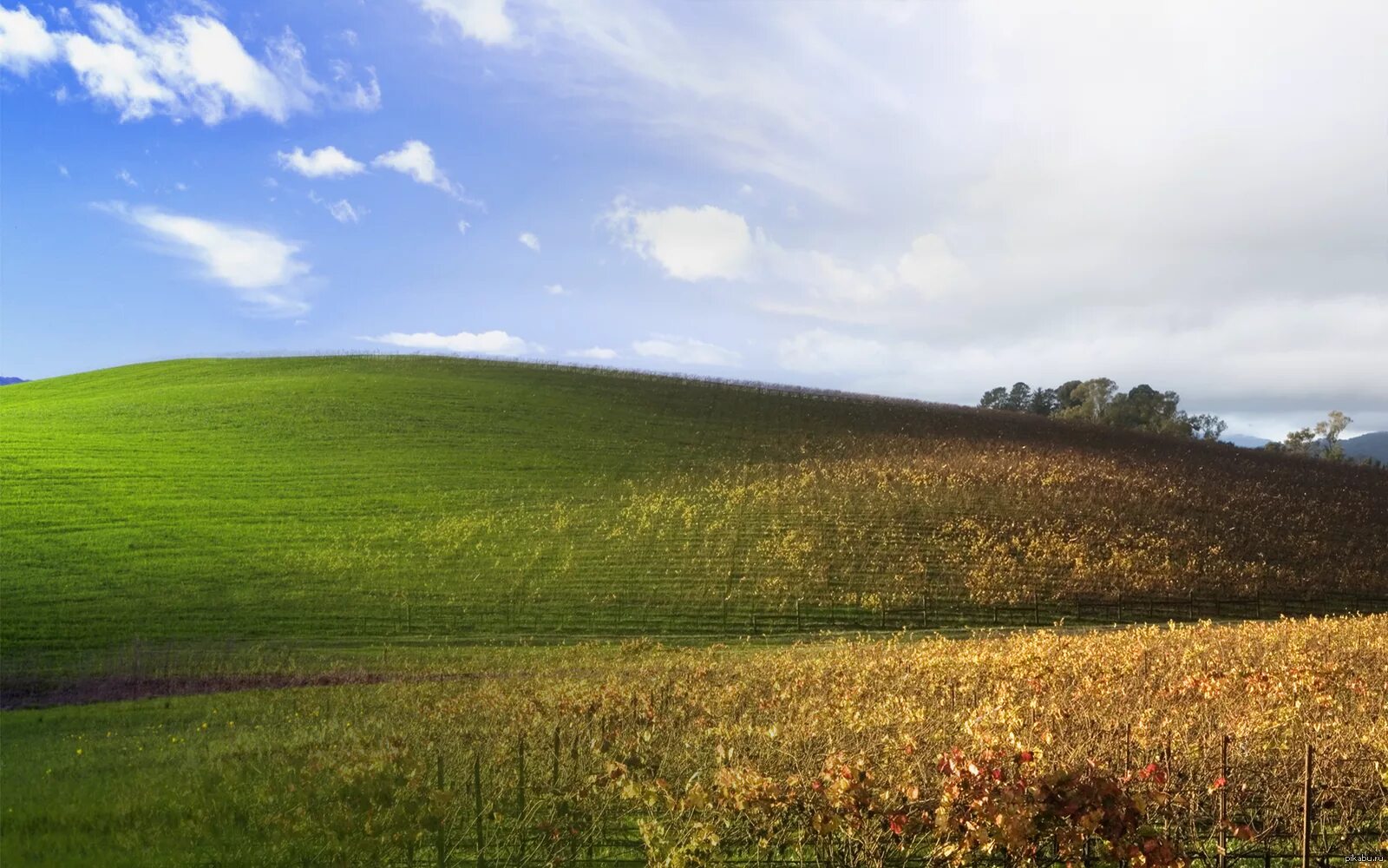 Сонома Калифорния безмятежность. «Зеленые холмы». Холмы Windows XP. Поле безмятежность.