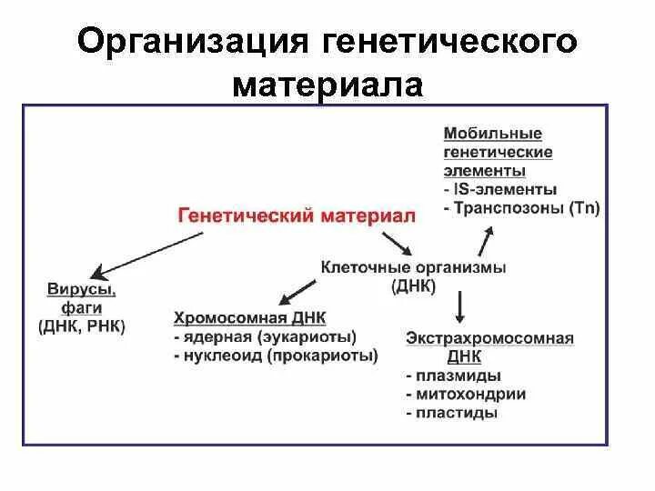 Днк наследственные признаки. Молекулярные основы наследственности. Клеточные и молекулярные основы наследственности. Материальная структура наследственности ДНК И РНК. Экстрахромосомная ДНК эукариот.