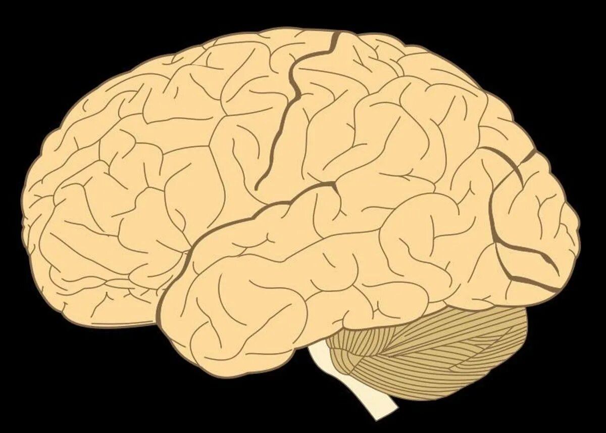 Мозг без полушарий. Большие полушария мозга. Доли полушария головного мозга.