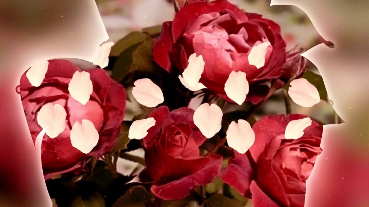 девушка с алыми розами. песня алые розы росс. Sevenrose - тает снег. алена росс - тает снег. песня алые розы росс.