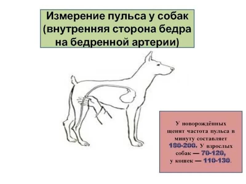 Пульс дыхание у животных. Частота пульса у собак мелких пород. сердцебиение у собаки норма. частота артериального пульса у собак. как замерить пульс у собаки.