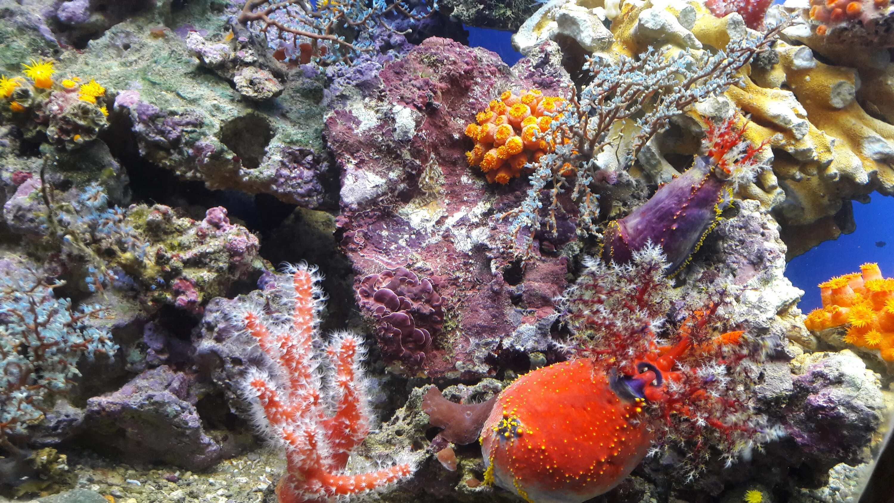 Подводный риф риф. Риф коралловый 54546. Коралловая гаррупа. Чин Джейсон "коралловые рифы".