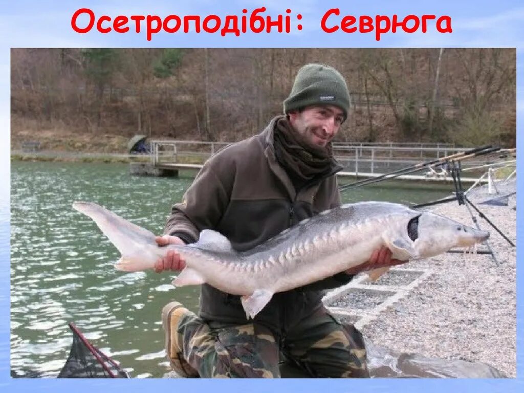 На что ловить осетра на рыбалке. Стерлядь 16 кг. рыбалка на осетра. рыбалка стерлядь. поймал стерлядь.