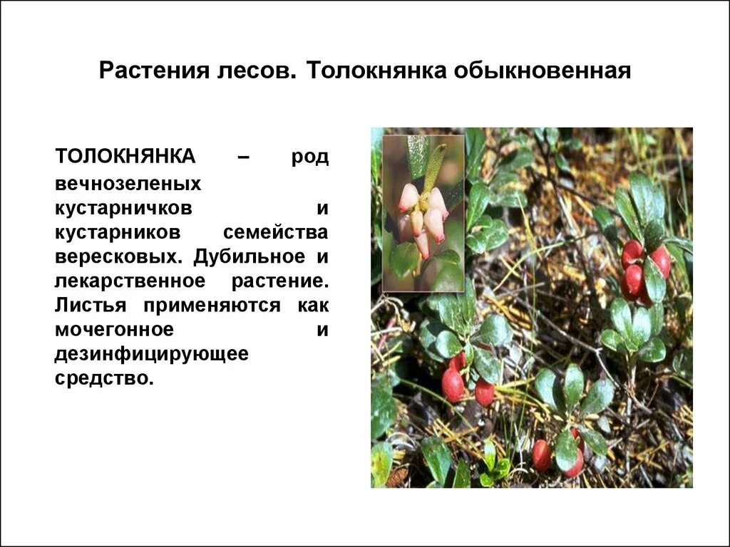 Травянистые растения лема. Презентация еловый лес. Земляника лесная лекарственное растение. Земляника лесная описание. Характеристика лесных растений.