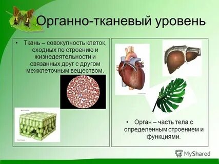 Свойства тканевого уровня организации