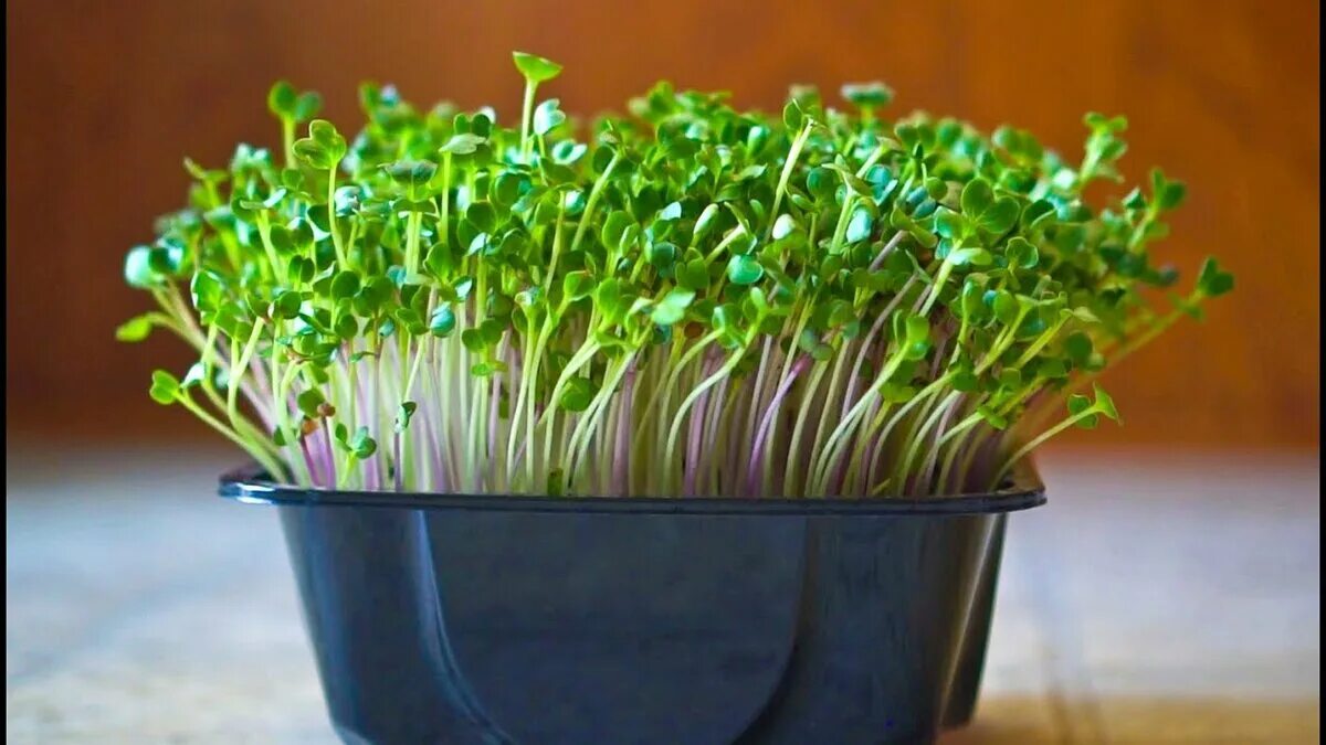 Микрозелень дайкон. Micro Green микрозелень. Микрозелень редис горчица. Микрозелень чиа.