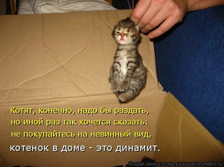 Как раз там можно. Котики с надписями. Котики приколы с надписями. Смешные котики с надписями. Смешные котята с надписями.