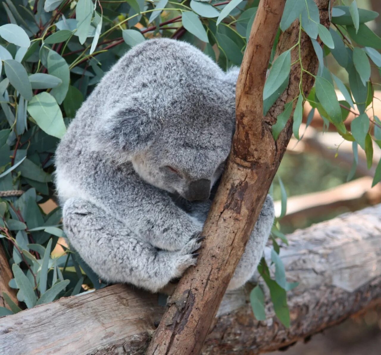 Мишка коала. Коала эвкалиптовый мишка. Коалла или коала. Коала анатомия.