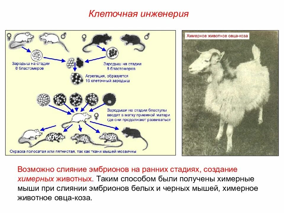 Схема какого процесса происходящего у животных. Метод селекции клеточная инженерия микроорганизмы. получение химер клеточная инженерия. методы клеточной инженерии животных. клеточная инженерия в селекции животных примеры.