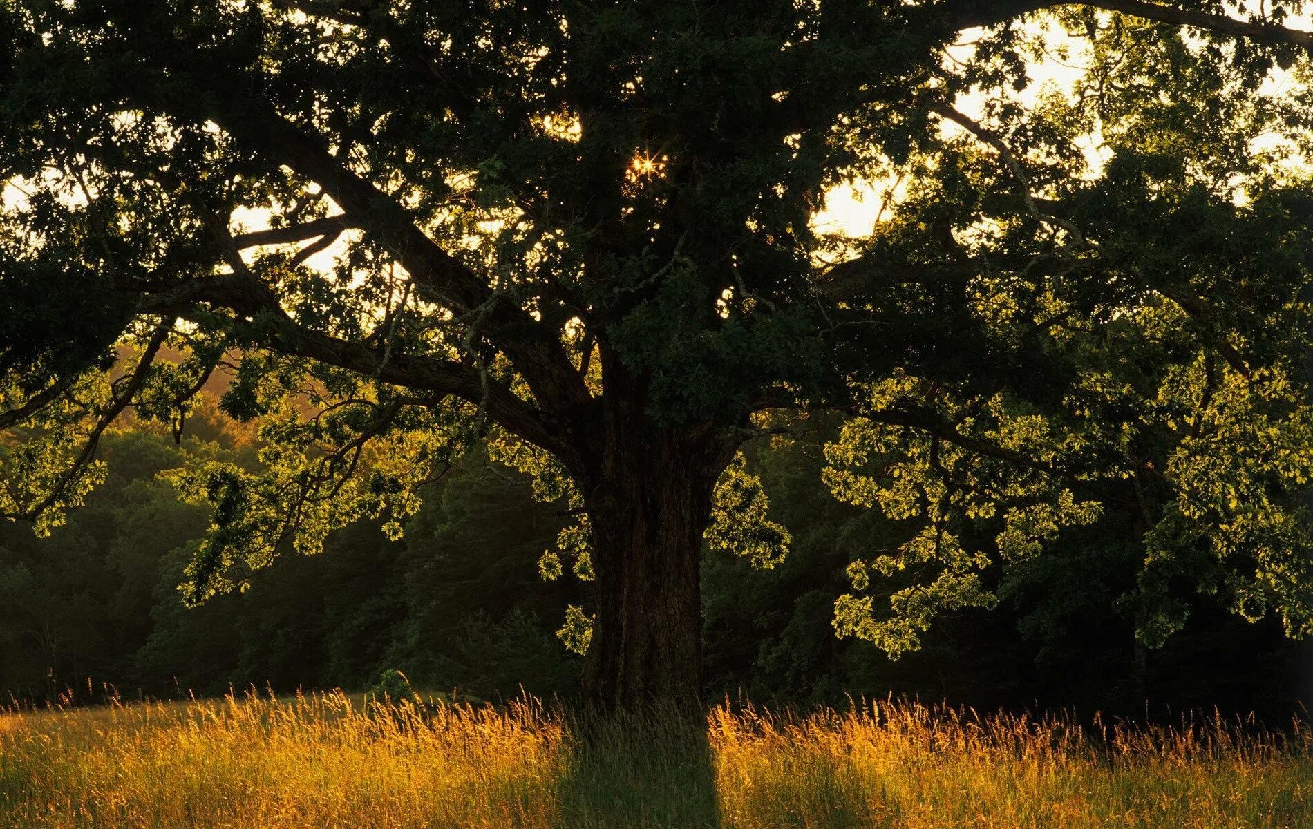 Большой дуб. Александровский лес дуб столетний. Дуб дерево. Одинокое дерево. Пейзаж с деревьями.
