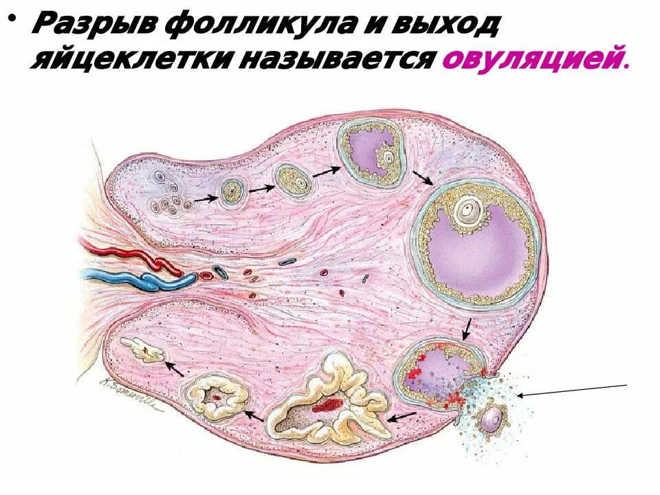 Как выглядит фолликул. Овуляция разрыв фолликула. яйцеклетка женщины.