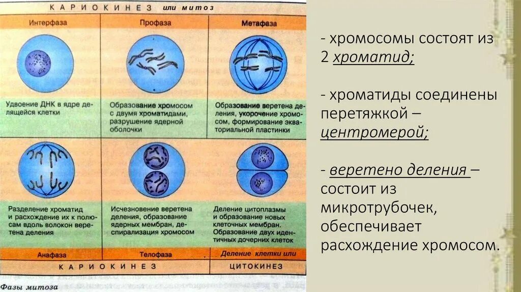 Спирализация хромосом фазы митоза. Митоз фазы и процессы таблица. Таблица по биологии 10 класс фазы митоза. Деление клетки митоз таблица фаза процессы. Таблица деление клетки митоз 10 класс биология.