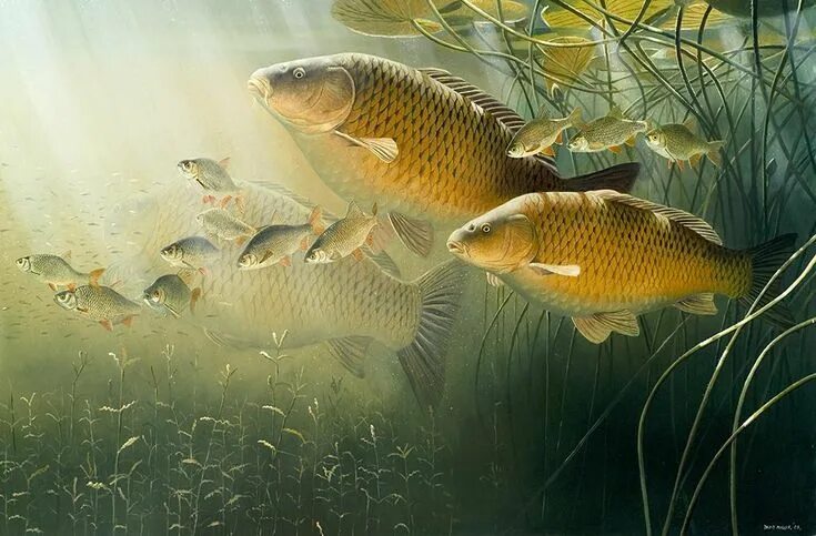 Free Images : asian, wildlife, underwater, swim, pet, reflection, tranquil, trop
