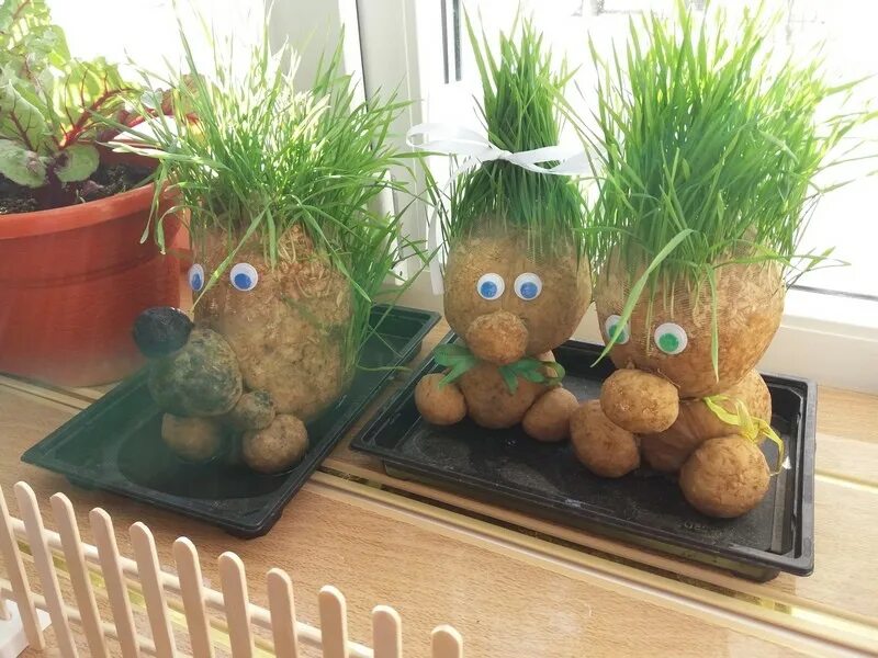 огород на подоконнике в детском саду. сад в подоконник в детских садах. огород в дет саду на подоконнике. сад в подоконник в детских садах. сад в подоконник в детских садах.