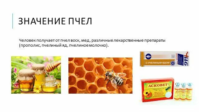 Какую пользу приносит пчела
