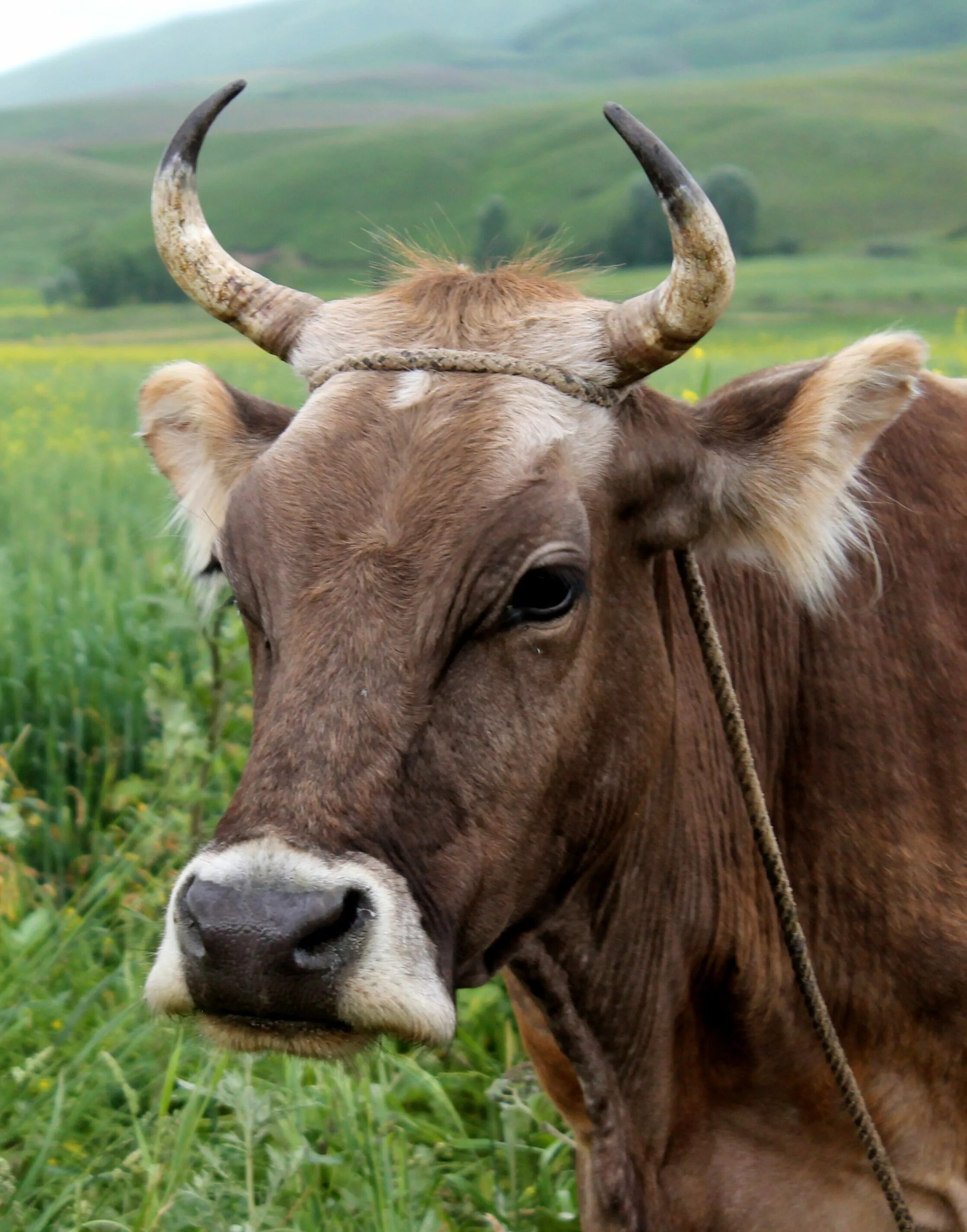 Зебу скот. Морда коровы. Рога коровы. Самая красивая корова в мире.