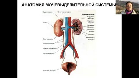 Исследования мочевыводящей системы