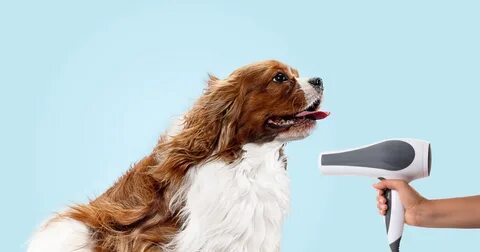 Pro dog