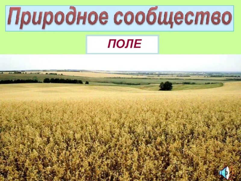 Природное сообщество поле. Природное сообщество поле доклад. Поле искусственное природное сообщество. Природное сообщество поле животные.