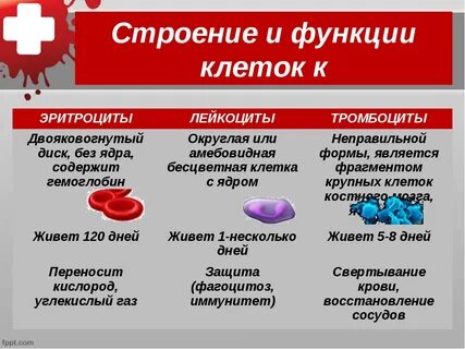Эритроциты особенности функции
